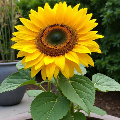 Sunya Sunflower Dwarf Sunflower Seeds | Kids Garden Seeds | Pom Pom Petals | 25 Seeds