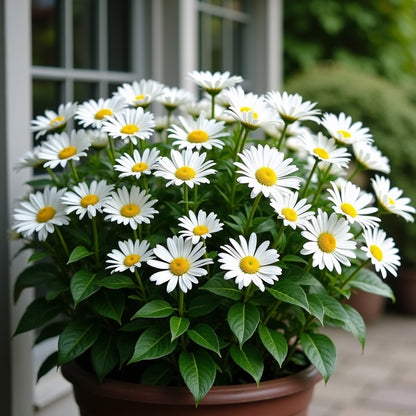 Dawna Daisy Shasta Daisy Seeds | Kids Garden Seeds | Pom Pom Petals | 50 Seeds